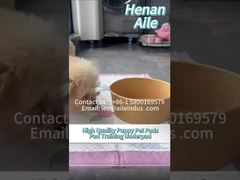 Quick Absorb Puppy Pads for Potty Training | Best Dog Training Pads Review